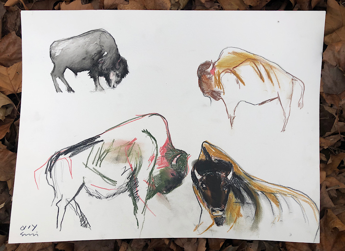 Four buffalo